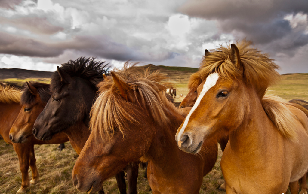 8294660761_d2739773ed_o