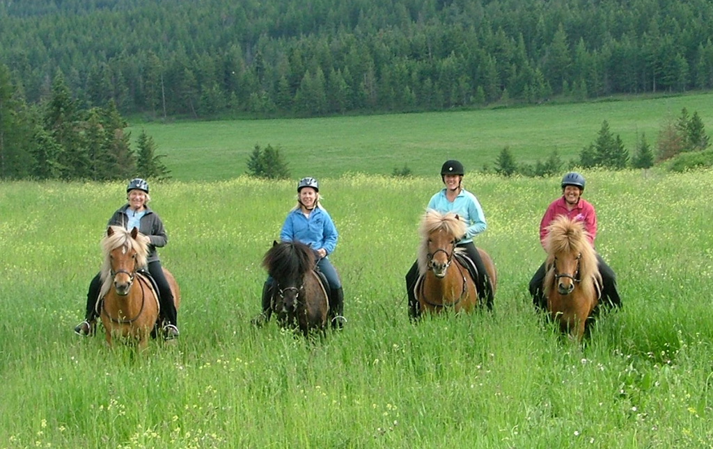 icelandic-horse-farm-fieldgroup2d