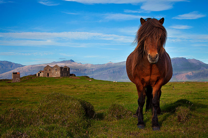 <p>Beautiful horse standing still in a field with a castle in the background</p>