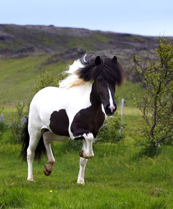 Viking-Horse