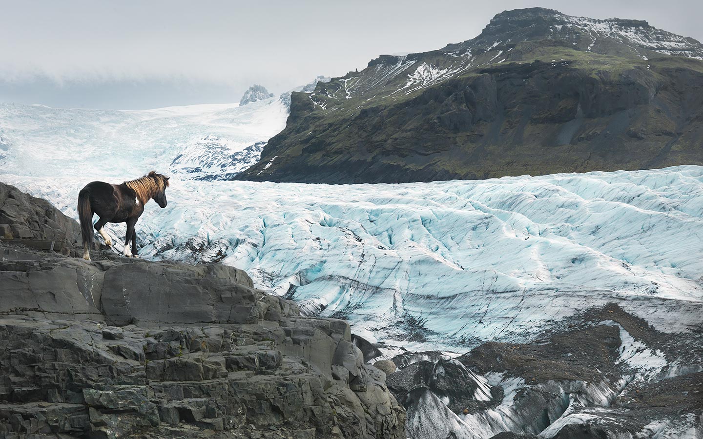 Верховая земля. Исландская лошадь езда. Фото лошади Bay Icelandic.